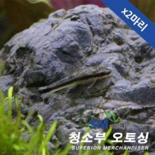 오토싱크로스 (2마리)