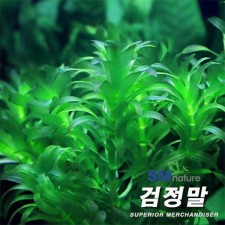 검정말 [5촉]